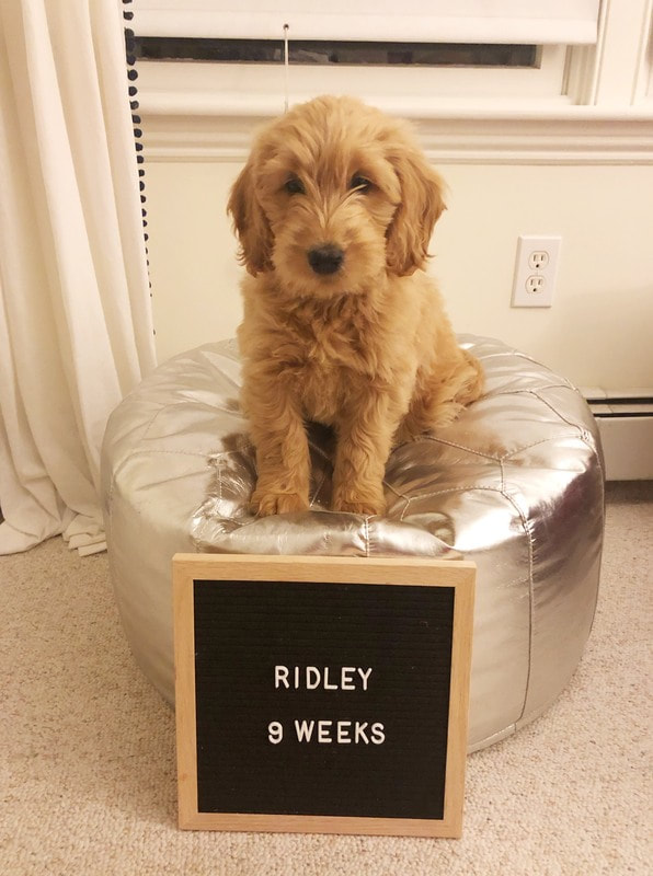 9 week old goldendoodle puppy