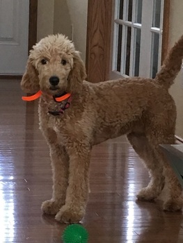 Adult Goldendoodle For Sale 115