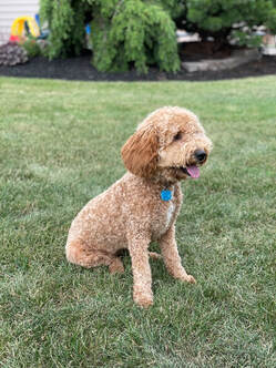 Puppy Application - Norwood GOLDENDOODLES